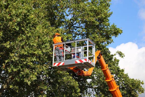 Best Tree Maintenance Programs  in Westminster, LA