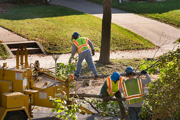 How Our Tree Care Process Works  in  Westminster, LA